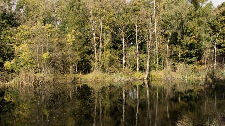A view of green trees across a pond